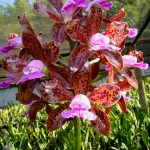 Cattleya leopoldii